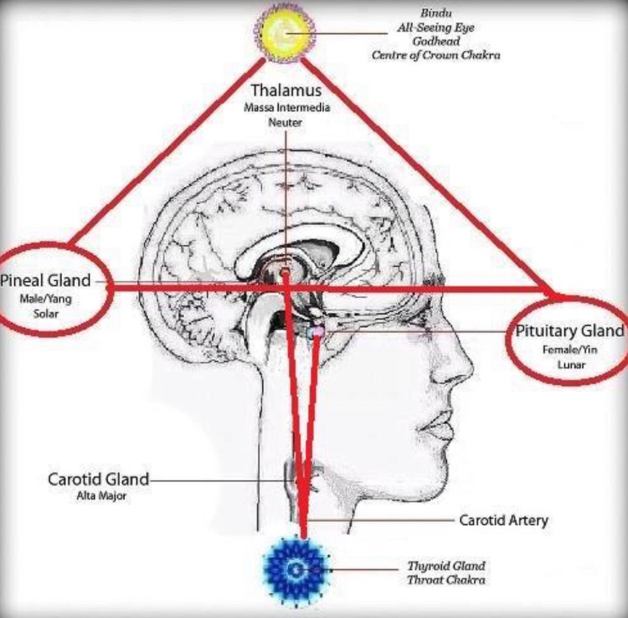 The master cell held in the pineal gland, upon receiving the higher frequency information, activates all other cellular behaviors. As we move through our transformational work and are able to receive and metabolize the higher frequencies, this also changes our physical DNA