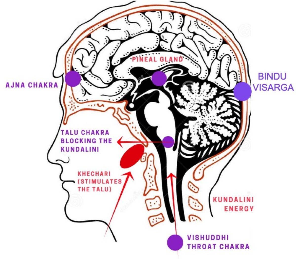 The CSF flows through the pituitary gland and becomes milky white substance. In the pineal gland it is a yellow (gold) substance, or the land of milk and honey. It became the Holy Claus or the Saint Claus bringing gifts from the North pole, aka the head. The head contains the cerebrum. The cerebrum is defined as cerebrum (n.) “the brain,” 1610s, from Latin cerebrum “the brain” (also “the understanding”), from PIE *keres-, from root *ker.