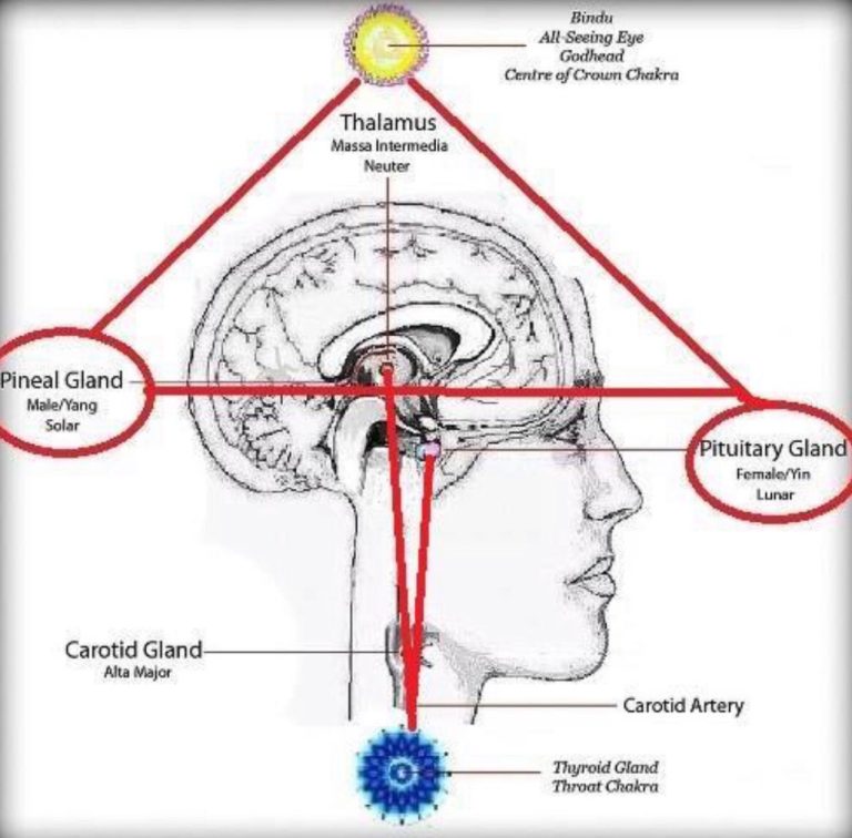 From the sahasrara chakra at the crown of the head, Divinity descends to the Ajna chakra, located in the centre of the brain, behind the junction of the eyebrows. Here the soul makes its entry into the physical body through the negative pole, the medulla oblongata, of the ajna chakra. It is here that the individual soul has come into existence, distinct from God